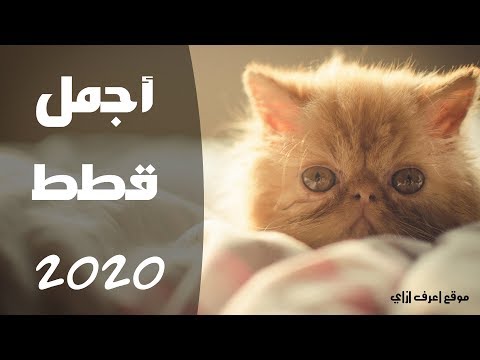 تجميعة أجمل قطط 2020 - Adorable Cats Compilation