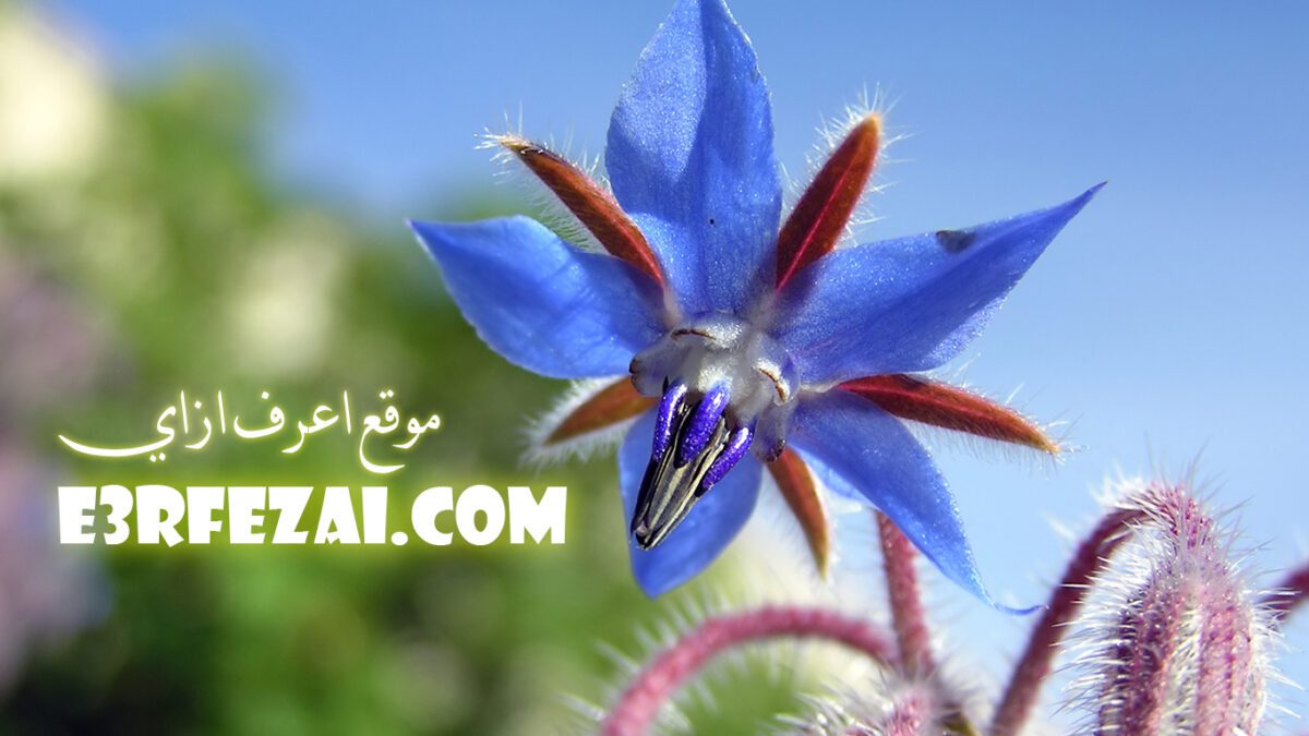 اعرف فوائد زيت لسان الثور Borage Oil