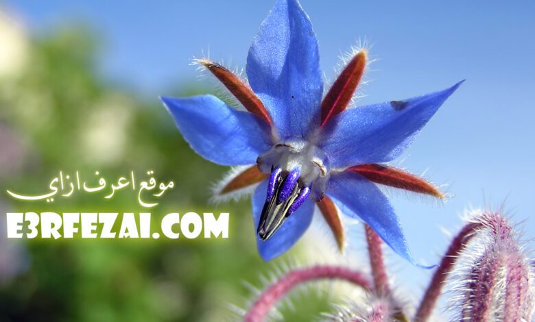 اعرف فوائد زيت لسان الثور Borage Oil