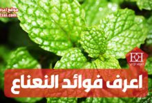 فوائد أوراق النعناع 