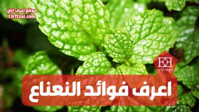 فوائد أوراق النعناع 