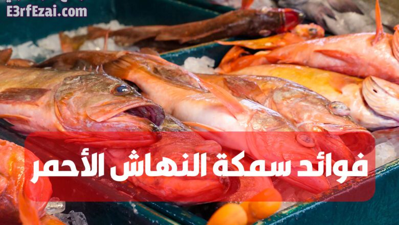 فوائد سمكة النهاش الأحمر المذهلة